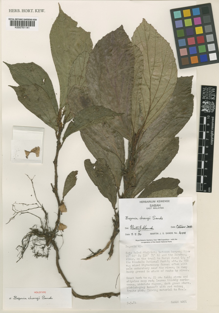 B. chongii